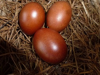 Maran-Eggs